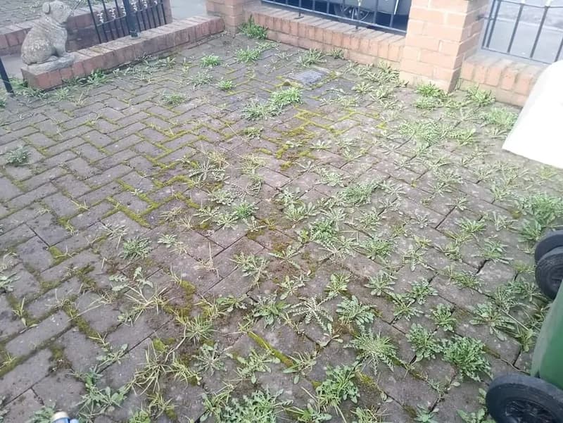 Block paved patio with weeds and moss growing between the bricks